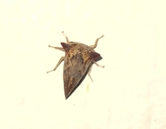 Telamonini