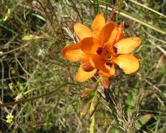 Tritonia deusta deusta