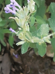 Nepeta racemosa