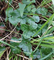 Hepatica nobilis