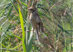 Emberiza schoeniclus