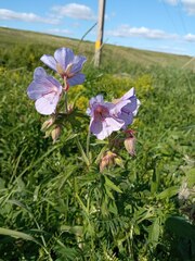 Geranium pratense