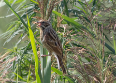 Emberiza schoeniclus