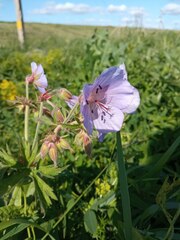Geranium pratense