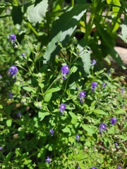 Trichostema dichotomum