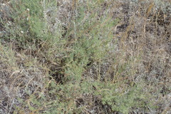 Asparagus maritimus