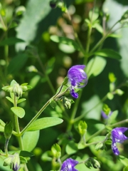 Trichostema dichotomum