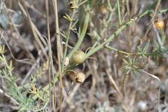 Asparagus maritimus
