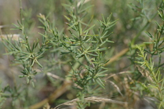 Asparagus maritimus