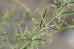 Asparagus maritimus
