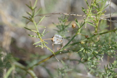 Asparagus maritimus