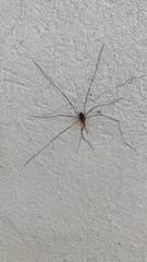 Phalangium opilio