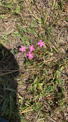 Centaurium pulchellum