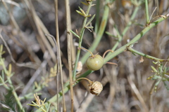 Asparagus maritimus