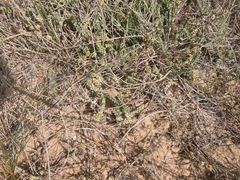 Euphorbia caput-medusae