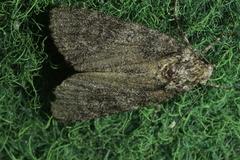 Acronicta rumicis