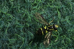 Xanthogramma pedissequum