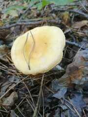 Russula claroflava