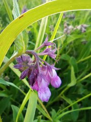 Symphytum officinale