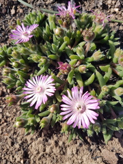 Trichodiadema occidentale