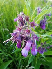 Symphytum officinale