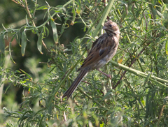 Emberiza schoeniclus
