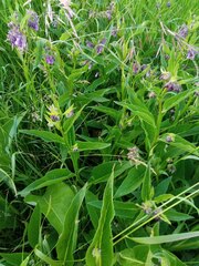 Symphytum officinale
