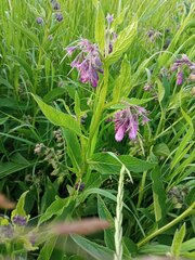 Symphytum officinale