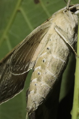 Hyles livornica