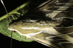 Hyles livornica