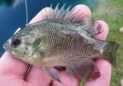 Lepomis miniatus