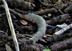 Gastropacha quercifolia