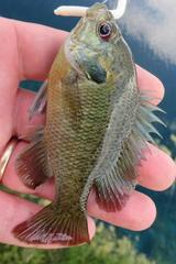 Lepomis miniatus