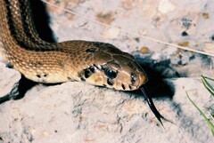 Zamenis scalaris
