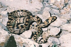 Zamenis scalaris