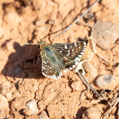 Pyrginae