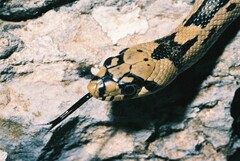 Zamenis scalaris