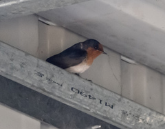 Hirundo neoxena