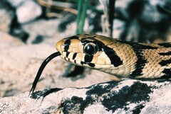 Zamenis scalaris