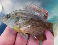 Lepomis miniatus
