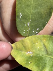 Diaphorina citri