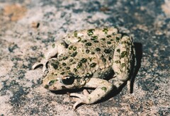 Pelodytes punctatus
