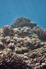 Thalassoma trilobatum