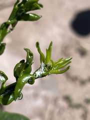 Diaphorina citri