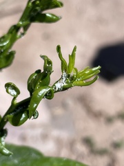 Diaphorina citri