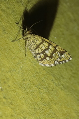 Chiasmia clathrata