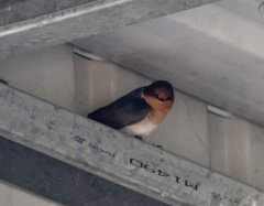 Hirundo neoxena