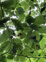 Litylenchus crenatae