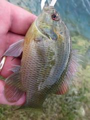 Lepomis miniatus