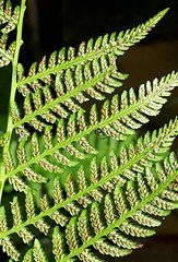 Athyrium